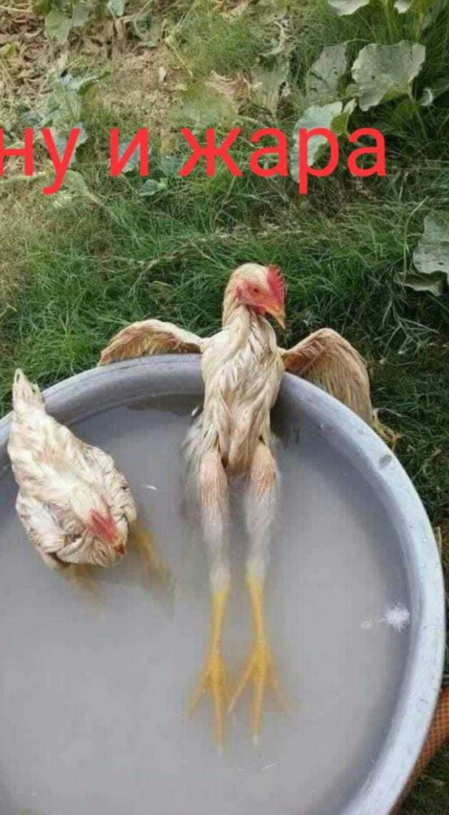 ***Victoria Viktorovna*** - 4  2020  14:49