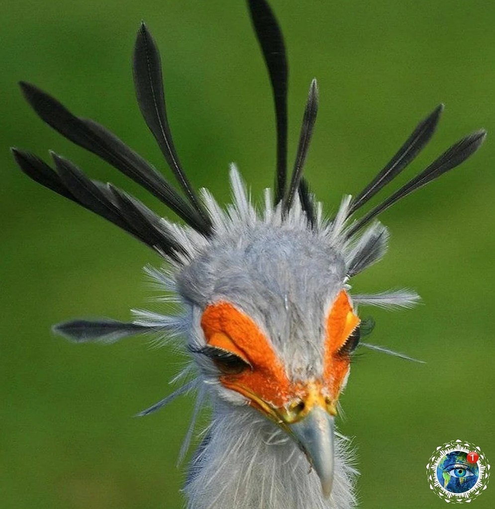 a-pacoa c apa pca. Bcp oo  p. # - 2