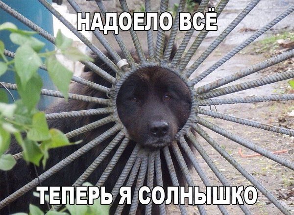 ������� - 17 ����� 2020 � 18:46
