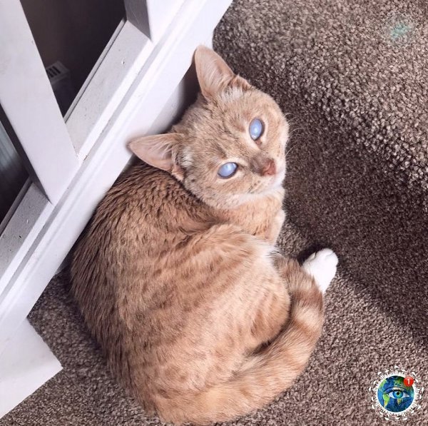 o - a,  o  poc o, o -a   a oo.# - 4