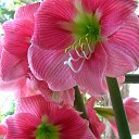  Gojko, -, 72  -  9  2020    , 