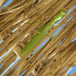 �����, ���������, 42 ����