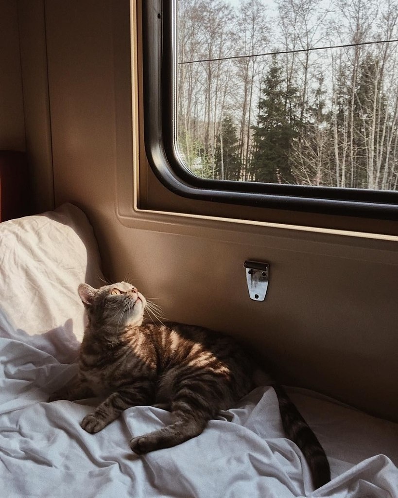 Кот железная дорога. Животные в поезде. Коты в поезде. Поезд. Поездка на поезде.