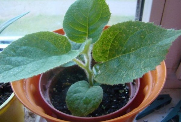 Киви в домашних условиях.Киви занимает важное место среди экзотических фруктов и обладает приятным ... - 5