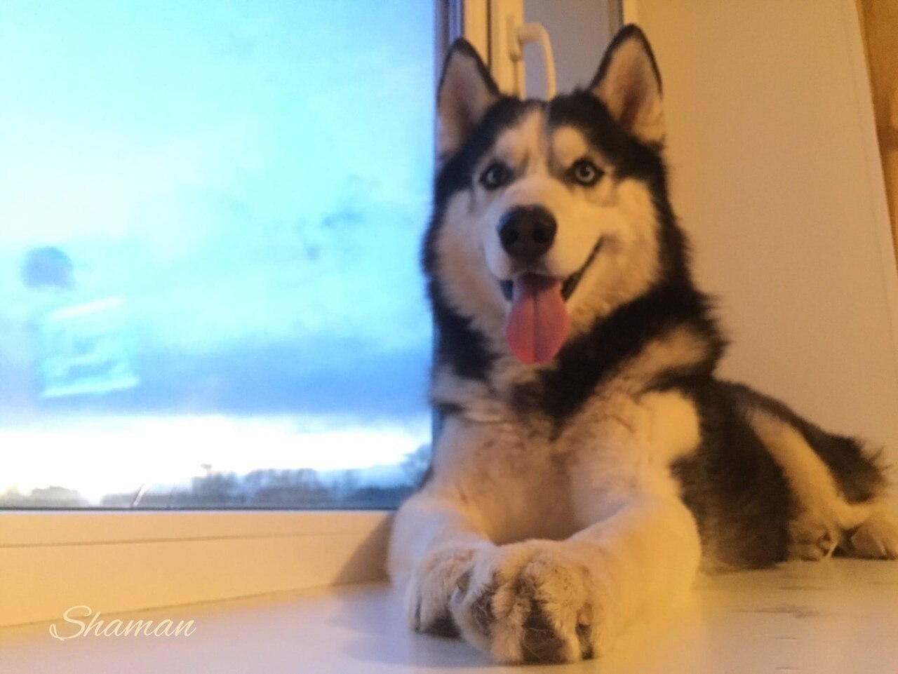 Привет | Собаки | Фотострана | Пост №2193249096