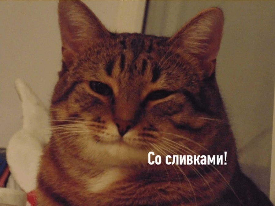 Без кота и жизнь не та - 29 июля 2020 в 19:30 - 4