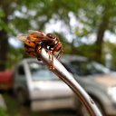 ���� ���������, ��������, 41 ��� - ��������� 4 ���� 2020 � ������ ���� ����������