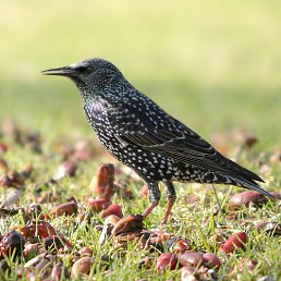 �������, ������, 56 ���