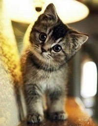 К ВОПРОСУ О КОТАХ. Кот, который не желает быть пойманным, практически невесом, увертлив и ловок. ...