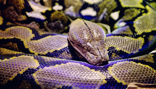  ,    range  JavaScript.   Python   ...