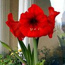  Gojko, -, 72  -  9  2020    , 