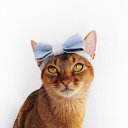 ���� ˸�@, ������ - ��������� 7 ������ 2020 � ������ ������ ��������