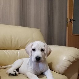 �����, �������, 44 ����