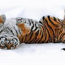 ���� �����, ����������, 39 ��� - ��������� 12 ����� 2020 � ������ ���� ����������