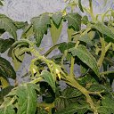 ���� ����, �������, 49 ��� - ��������� 20 ������� 2020 � ������ ��������� ��������