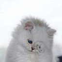 ���� �����, ��������, 59 ��� - ��������� 4 ���� 2020