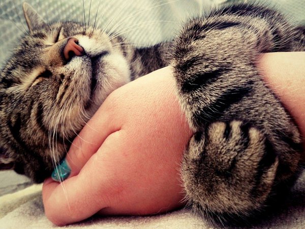 Котики — это не только мягкий мех, но и три — четыре килограмма фантастического позитива..... - 7