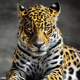 �������, ������������