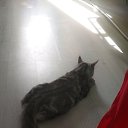 ���� ������ ������, ���!, 37 ��� - ��������� 19 ������ 2020 � ������ �����