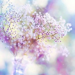 �������, �����������, 62 ����