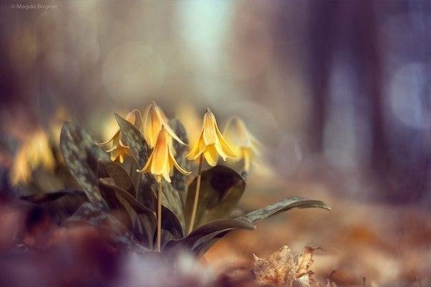 Magda Bognar - 5