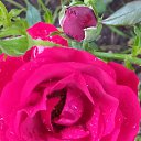 ���� Withyou/// Withoutyou, ������ - ��������� 10 ���� 2020 � ������ ���� ����������