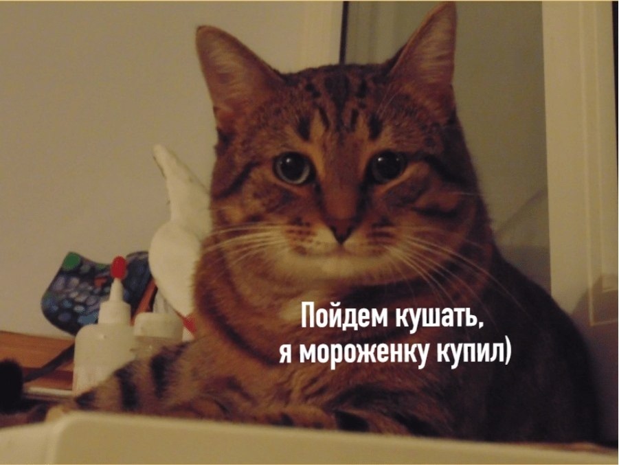 Без кота и жизнь не та - 29 июля 2020 в 19:30