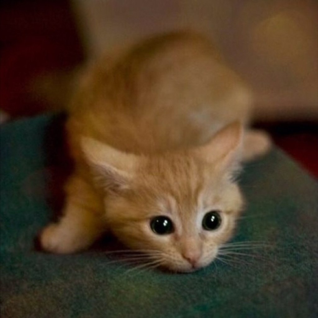 oayc, poec, o a ao! oco o x eoe aaee. - 3