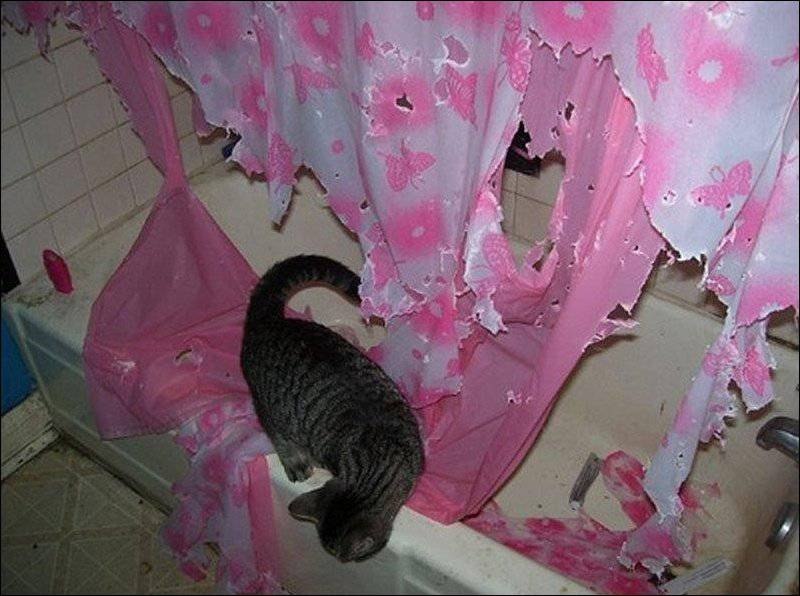 В момент азарта кот непредсказуем! - 2