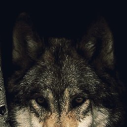 ���� �������, �������, 52 ���� - ��������� 17 ������ 2020