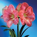  Gojko, -, 72  -  9  2020    , 