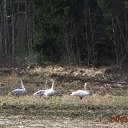 ���� ��������, Kouvola, 78 ��� - ��������� 24 ����� 2020 � ������ ������