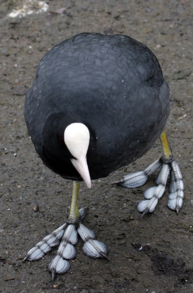    Fulica americana ( ) - 2