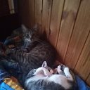 ���� ������, ���������, 48 ��� - ��������� 29 ���� 2020