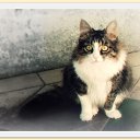 1999. Defender. �� ������� �Friends�