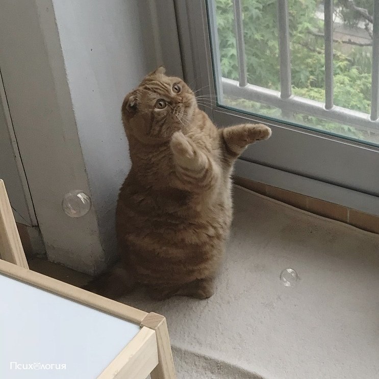  ,       ,     ...