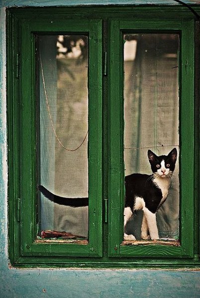 у тебя есть друзья, работа. а у кота есть только ты. иди домой, там тебя ждёт кот. - 5