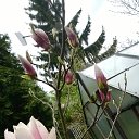 magnolia soulangeana