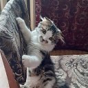 ���� ��������, �����������, 52 ���� - ��������� 31 ��� 2020 � ������ ���� ����������