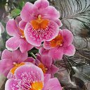 ���� ��������, �����, 59 ��� - ��������� 16 ����� 2020 � ������ ���� ����������