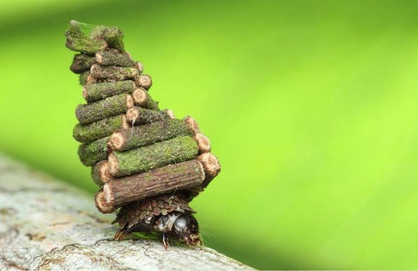 Гусеницы Bagworm Moth (мешочницы) собирают веточки и нарезают их, чтобы построить сложные крошечные ... - 2
