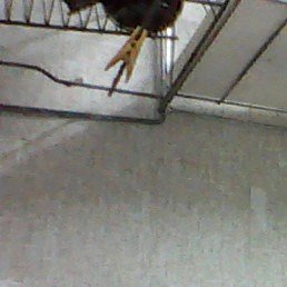 ������, �����