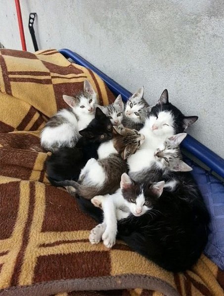 Довольные семейной жизнью кошки с маленькими котятами - 9