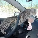 ���� ���������, �����, 48 ��� - ��������� 31 ������ 2020 � ������ ���� ����������