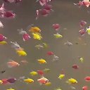 ���� �������, ����� - ��������� 23 ������� 2020 � ������ ���� ����������