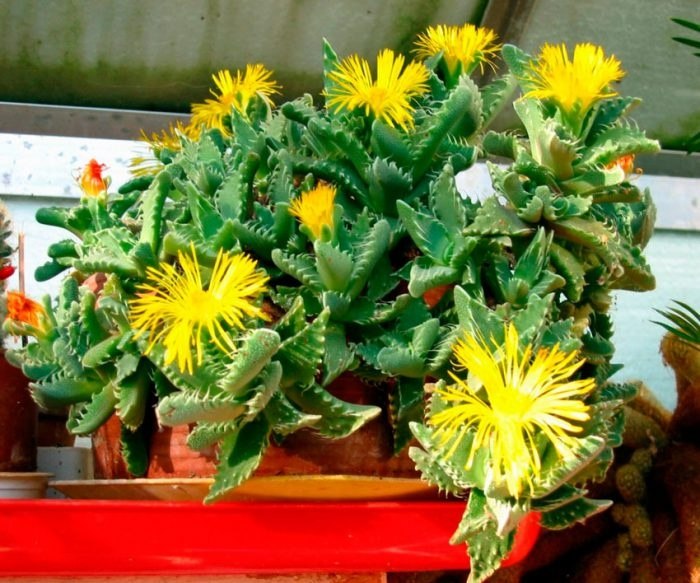 . ,   (Faucaria)       ...