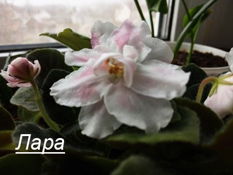 Набор № 76. Взрослые фиалочки+стартеры. Пример цветения в комментариях. В наличии свежий грунт ... - 5