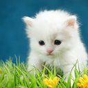 ���� Dmitry, �����-���������, 30 ��� - ��������� 19 ����� 2020 � ������ ���� ����������