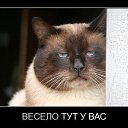 ���� �����, ���������, 45 ��� - ��������� 16 ������ 2020 � ������ ������ ��������