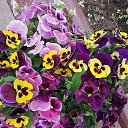 ���� ����, �������, 106 ��� - ��������� 24 ������ 2020 � ������ ���� ����������